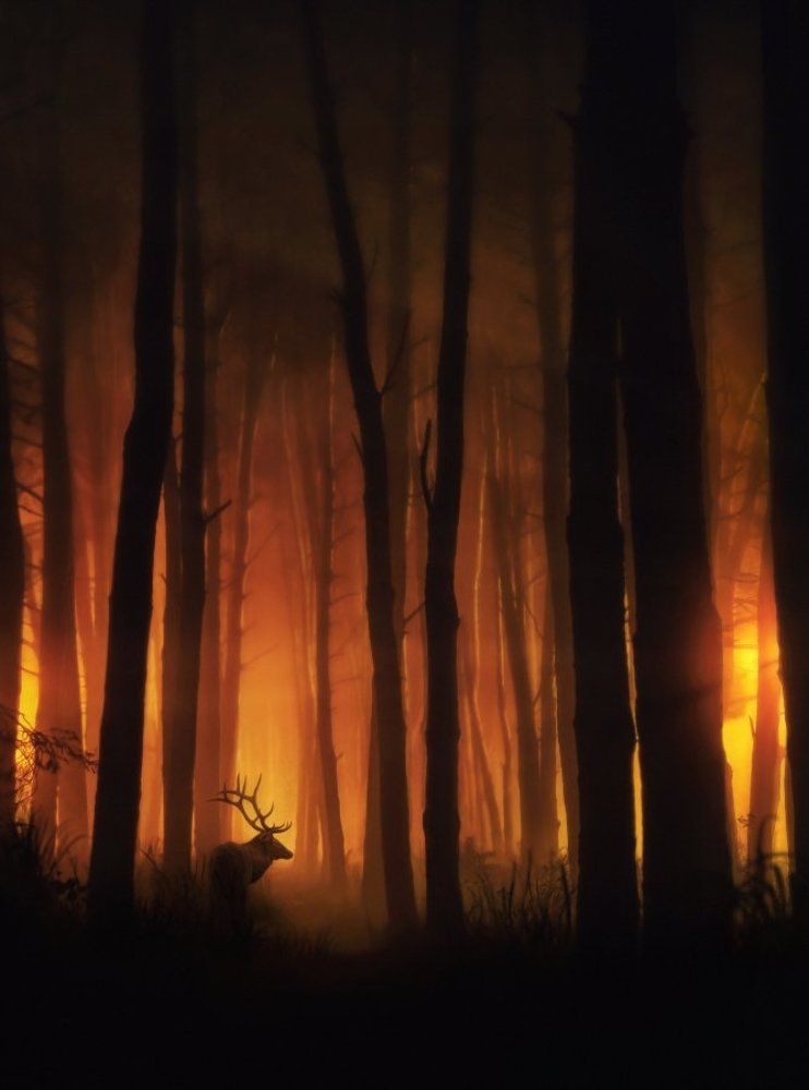 В плену огня