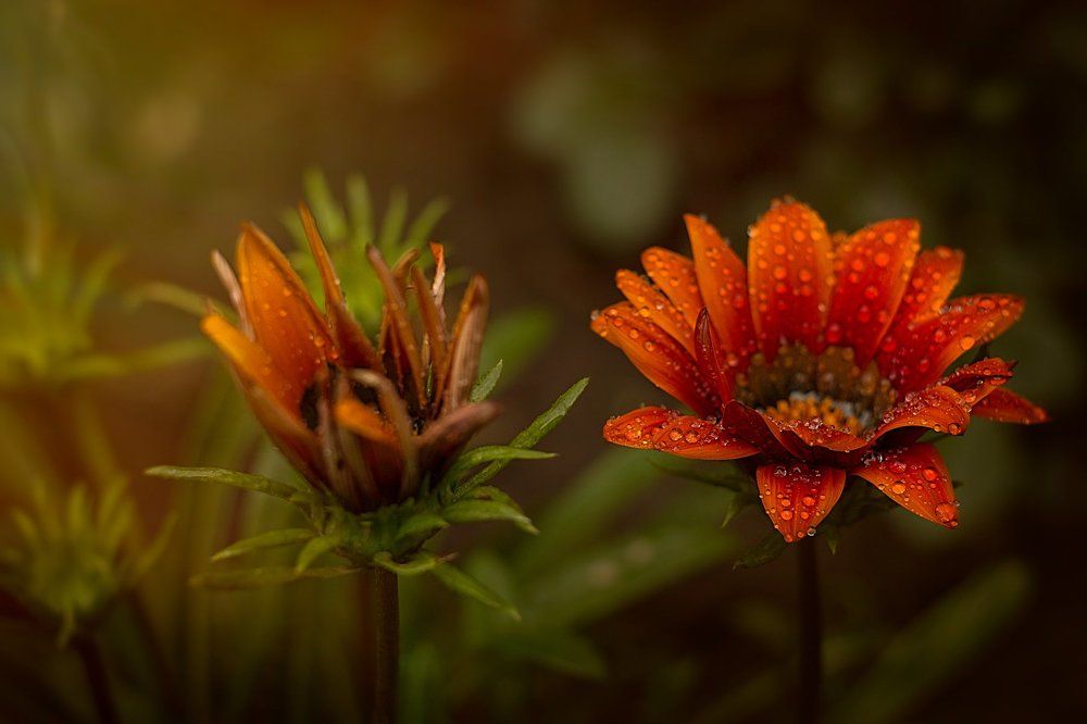 Photograph by Oksana Gek