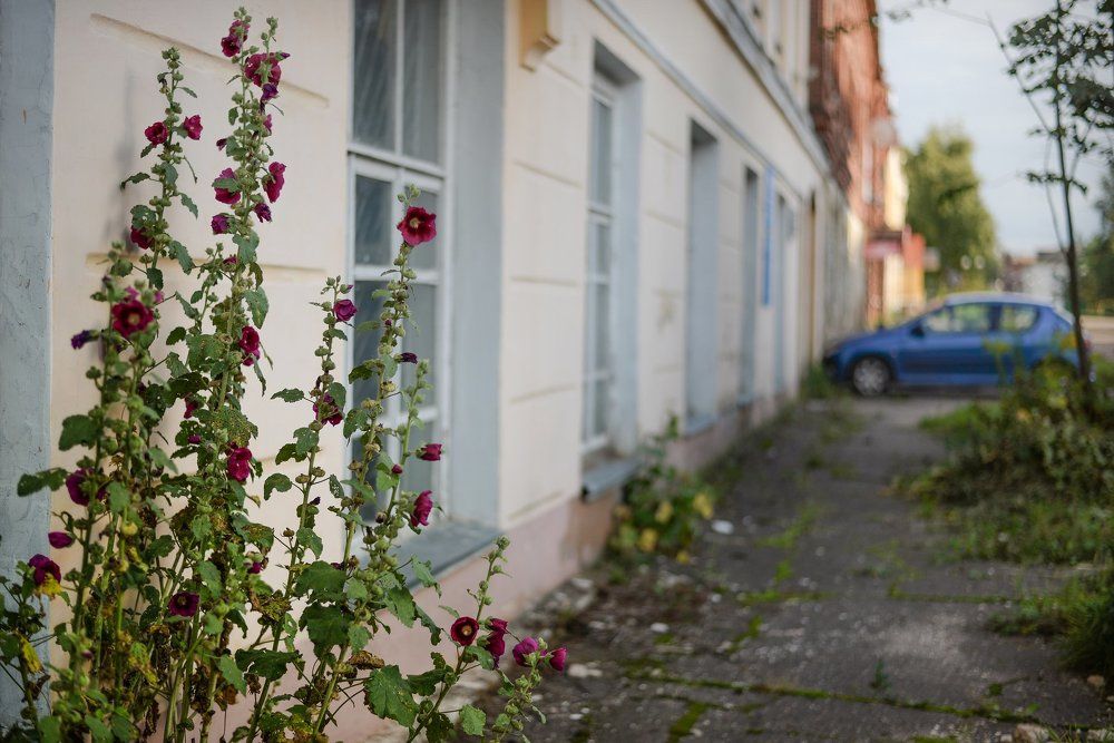 городские цветы