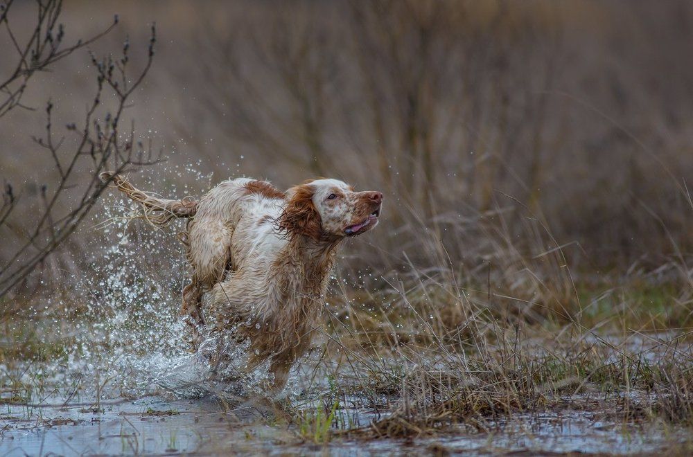 Ветер охоты.