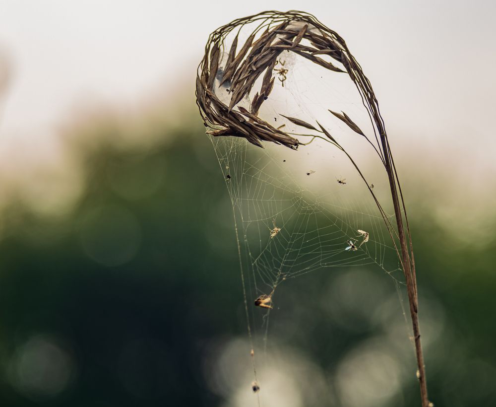 Photograph by Irina Luidinshina