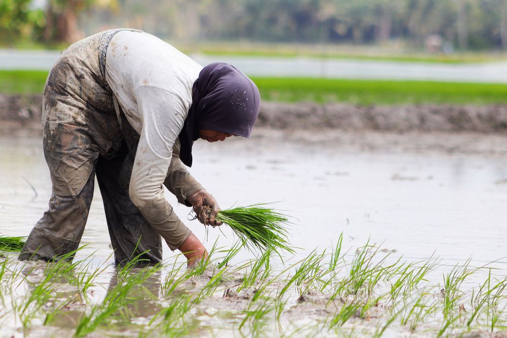 Rice Planting Season