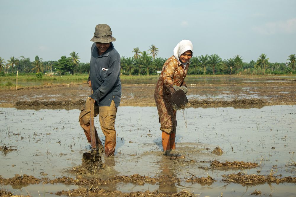 Plowing Rice Fields