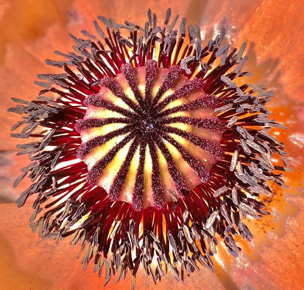 Photograph by Janina Segeda