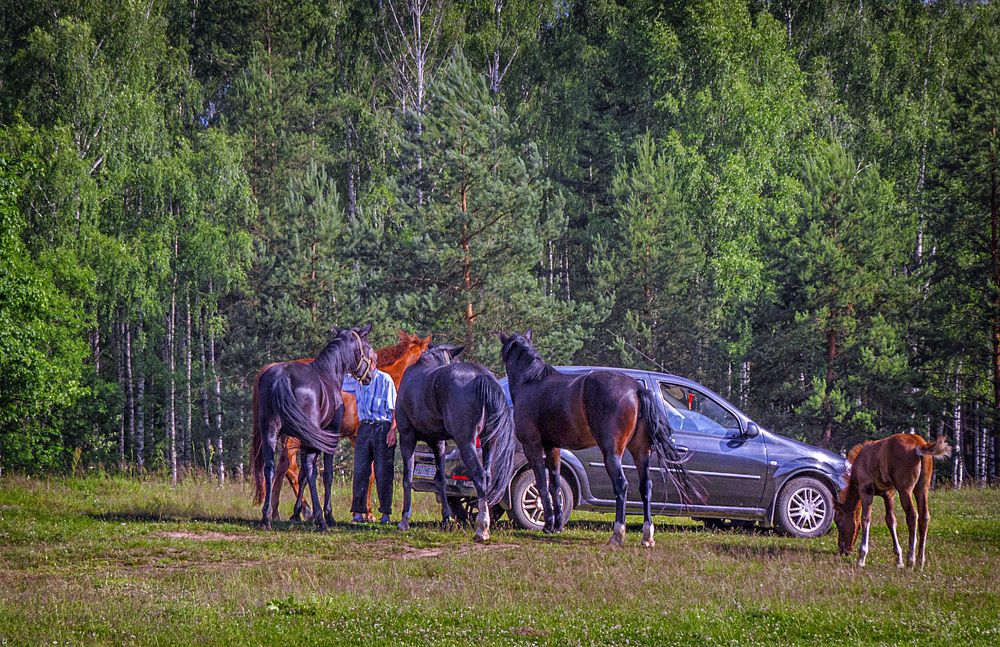 Фермер и кони