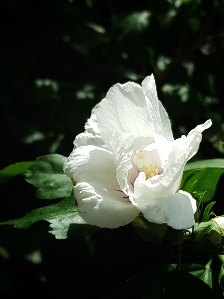 Photograph by Екатерина