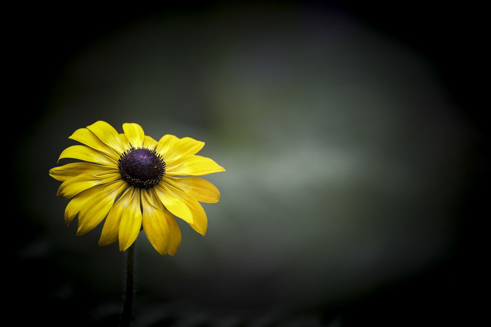 Photograph by Сергей Шпаков