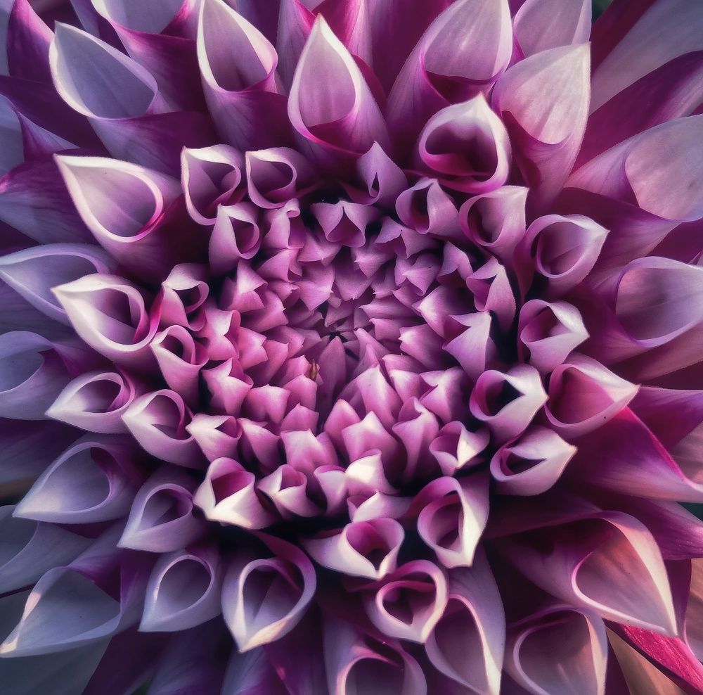 Photograph by Souvik Bhattacharyya