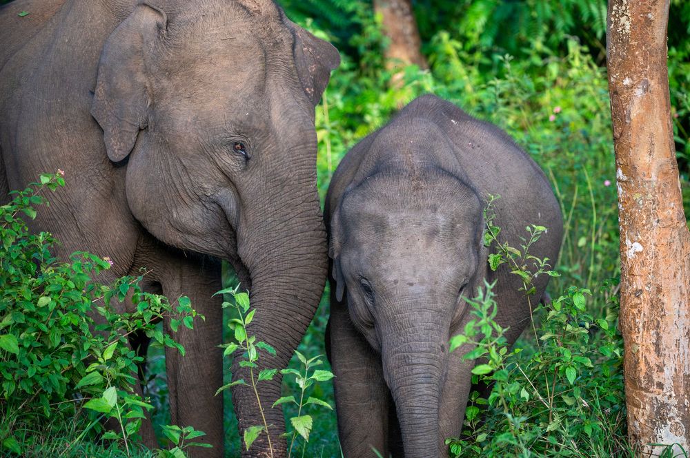 Asian Elephant with Calf