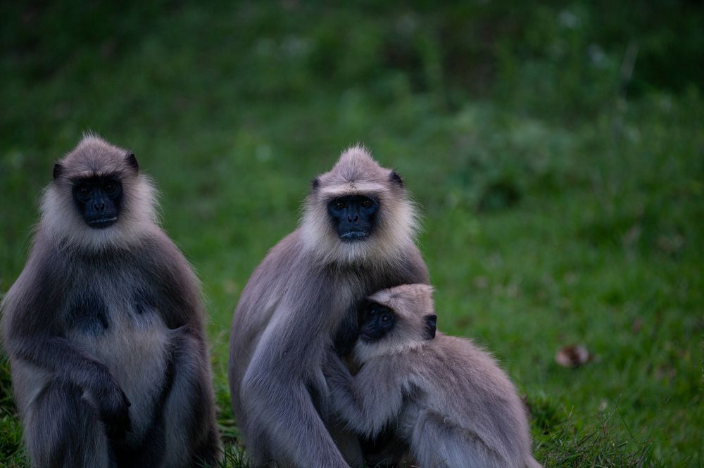 Grey Langurs with an Infant