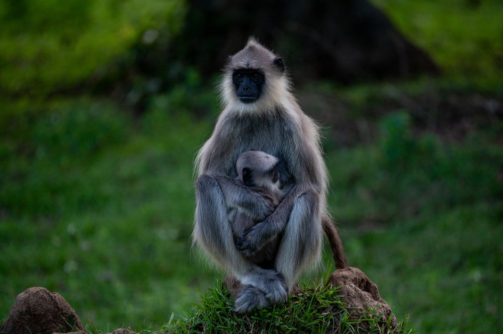 Grey Langur Hugging an Infant