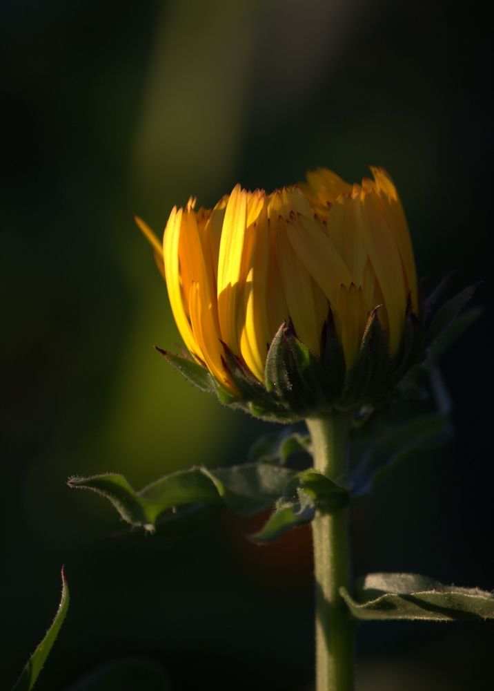 Photograph by Елена Федорова