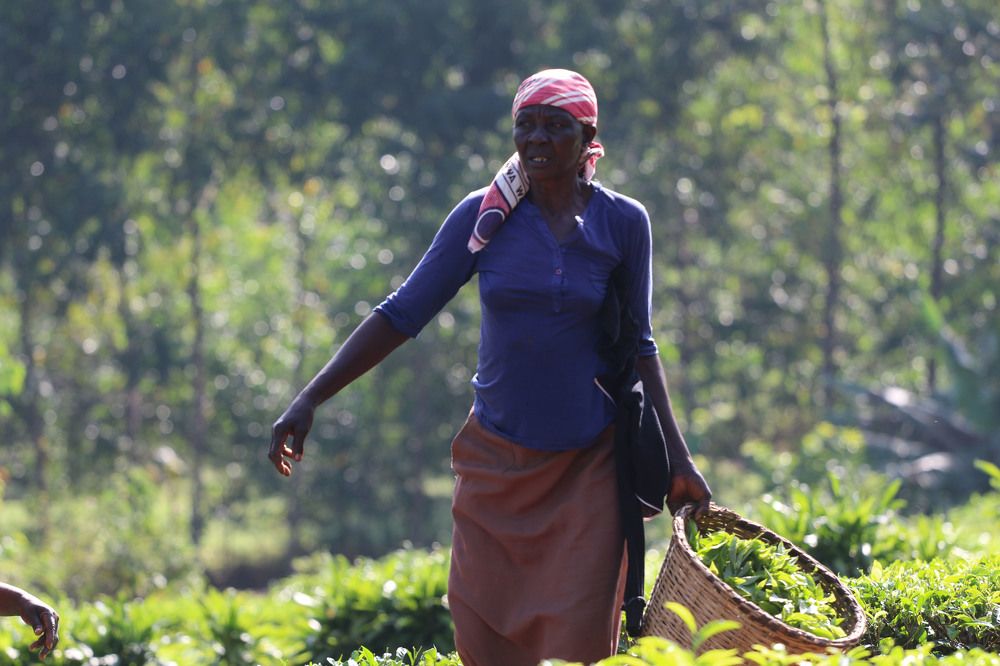 Фотография автора Adelaide Khavugwi