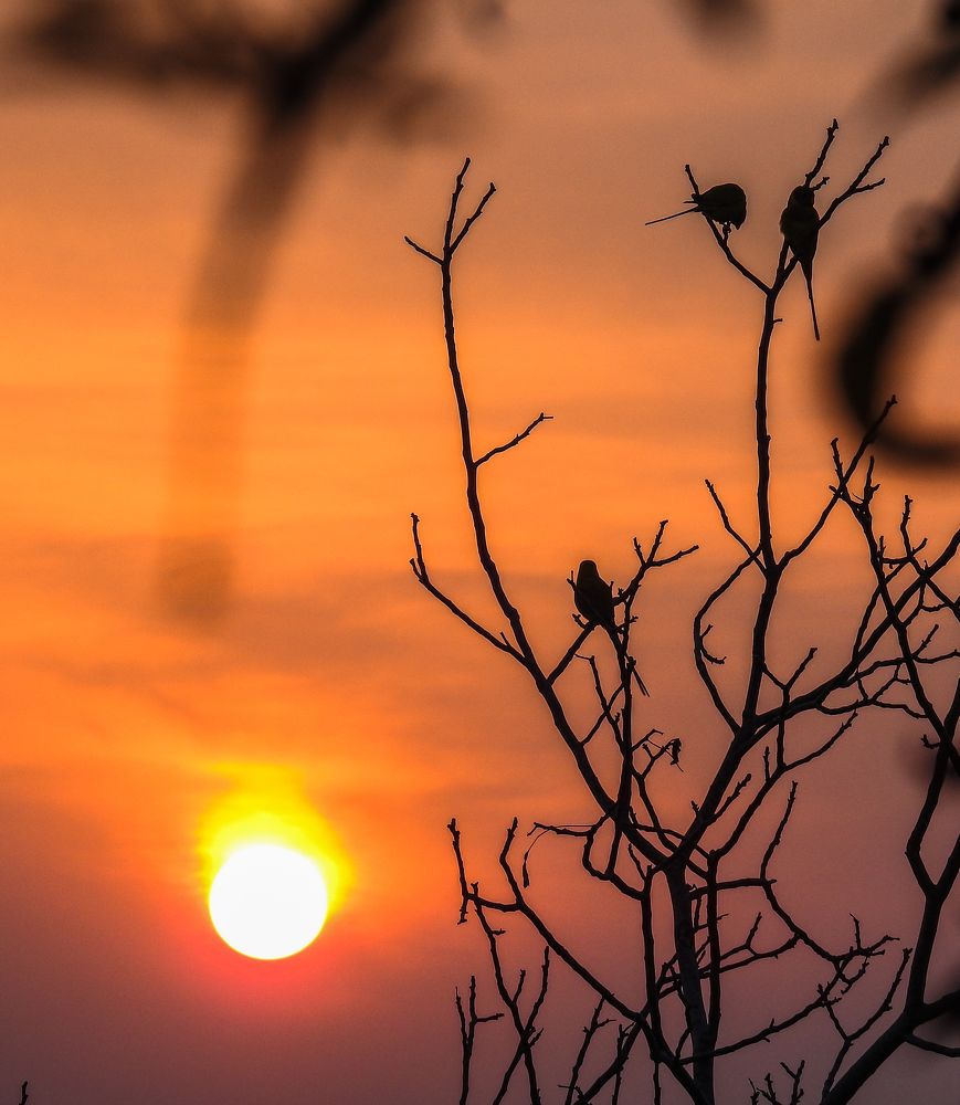 Фотография автора digvijay singh janoti