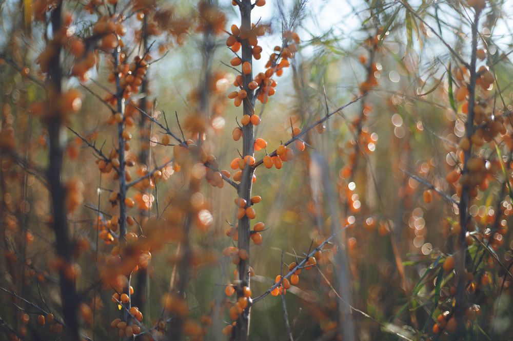 Photograph by Екатерина Андросова