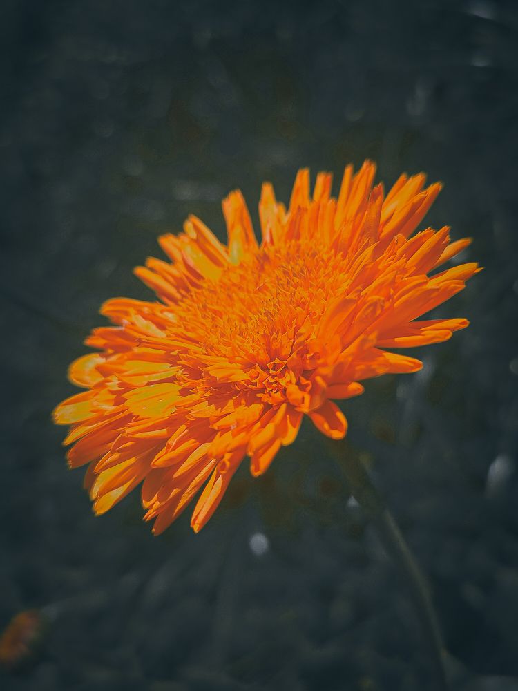 Photograph by Александра Петрова