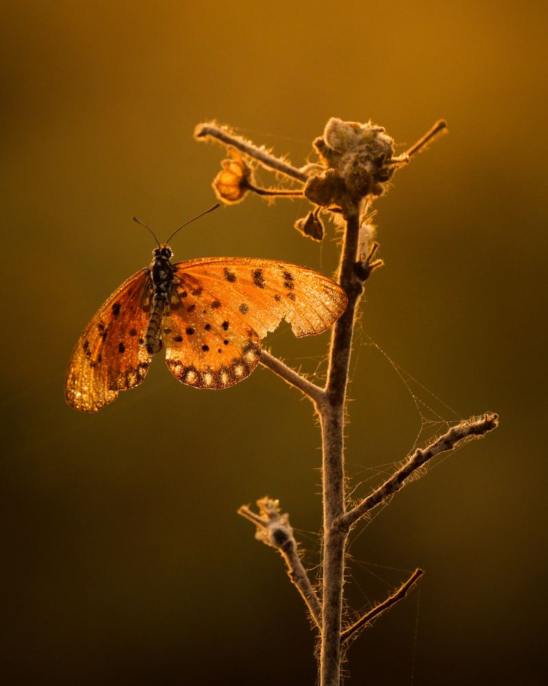 Photograph by Janarthanan. A