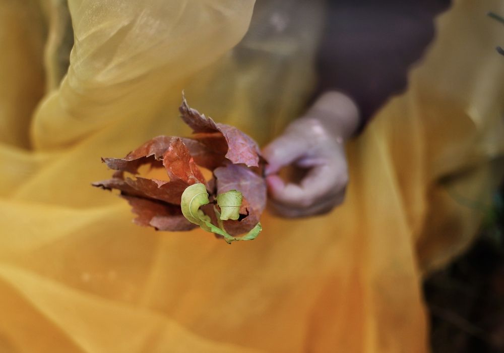 Осень в руках