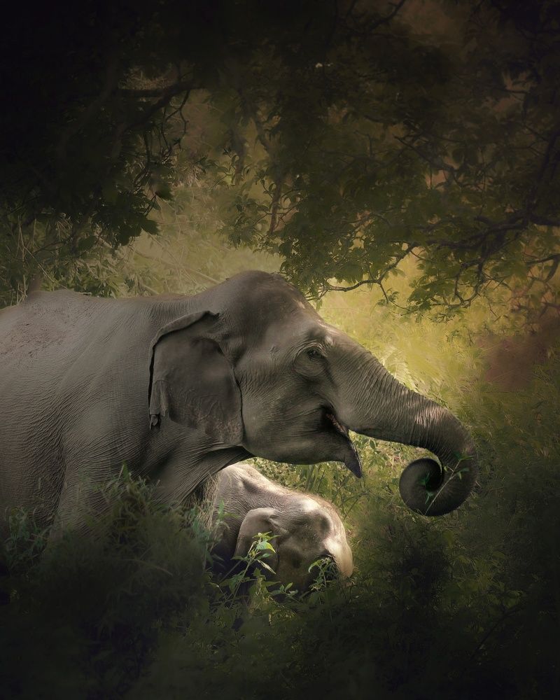 Photograph by Janarthanan. A