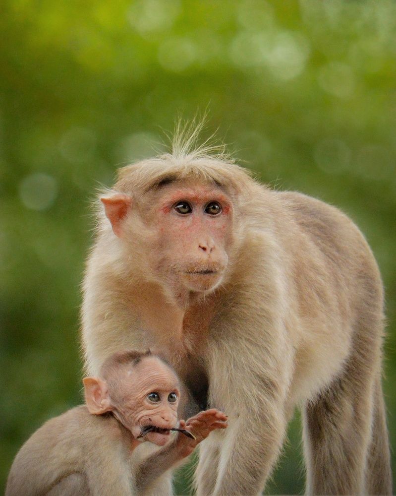 Photograph by Janarthanan. A