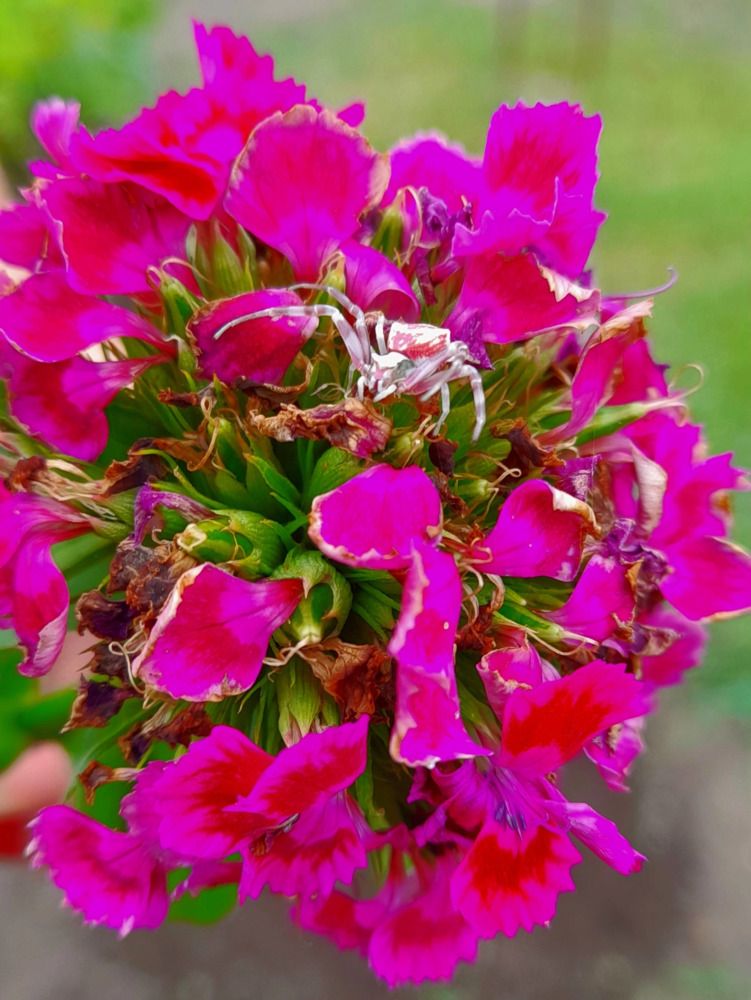 Photograph by Воронова Арина Алексеевна