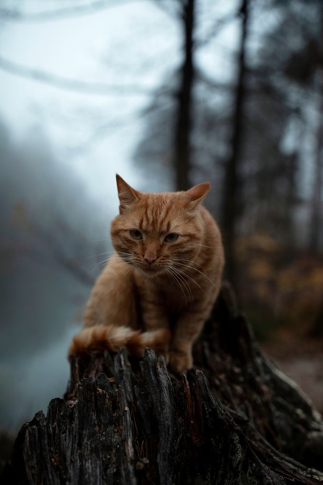 Photograph by Tet. Filippova