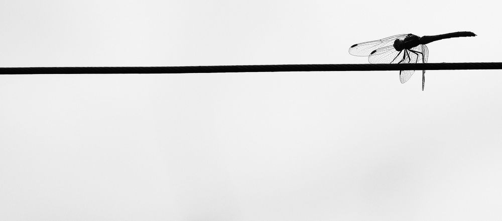 Фотография автора Сергей Гречихин