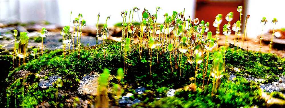 Photograph by Nidhi Singh