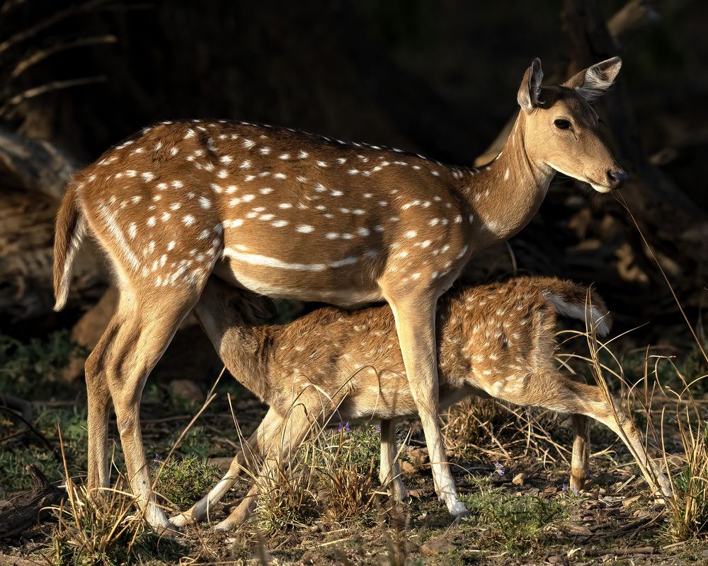 Photograph by tapas acharya