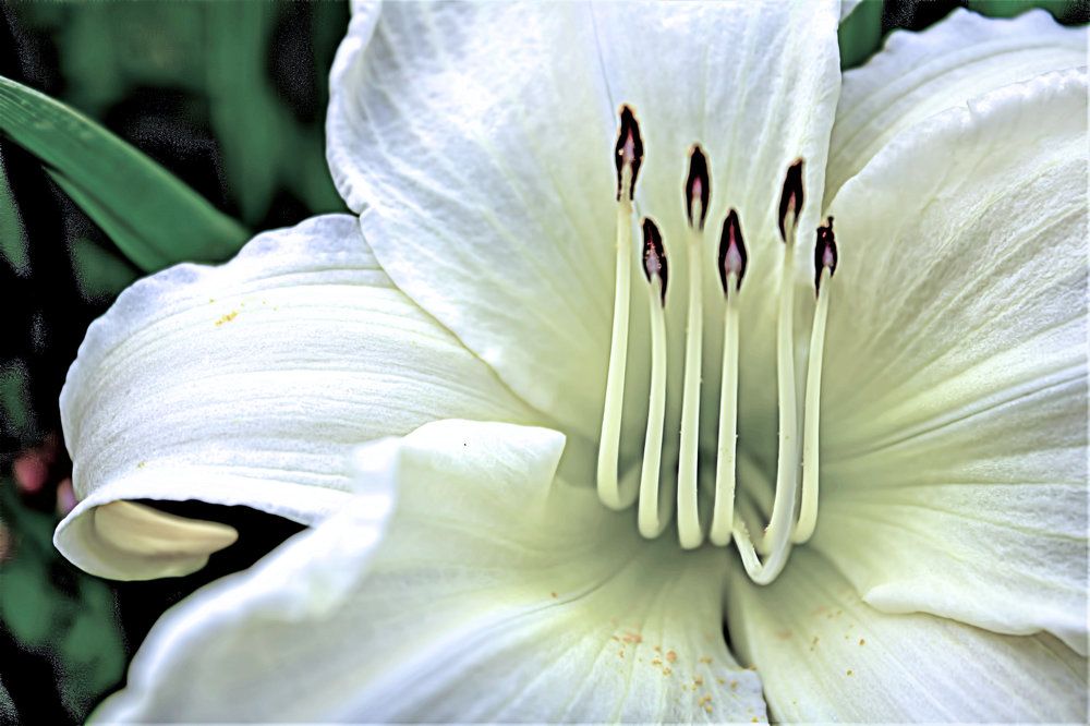 Photograph by A. G. Bisschop