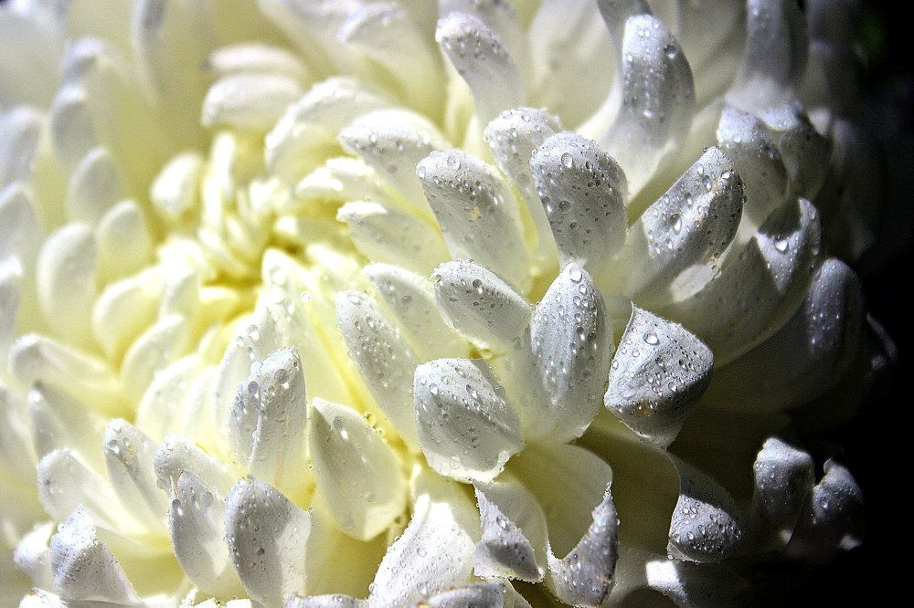 Photograph by A. G. Bisschop