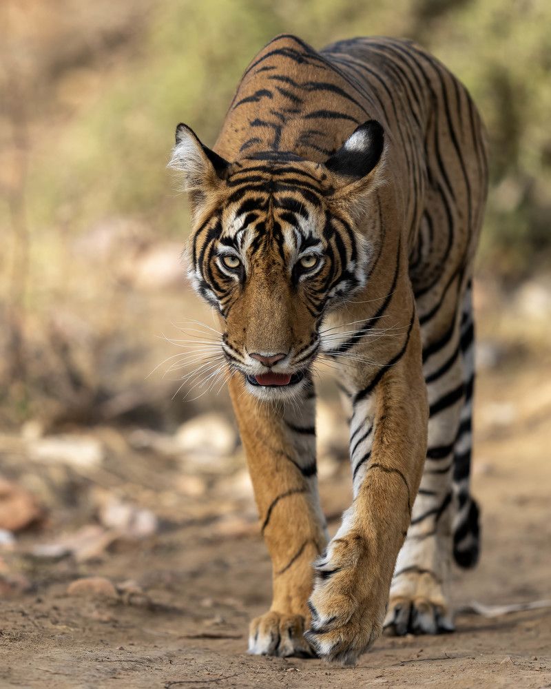 Photograph by tapas acharya