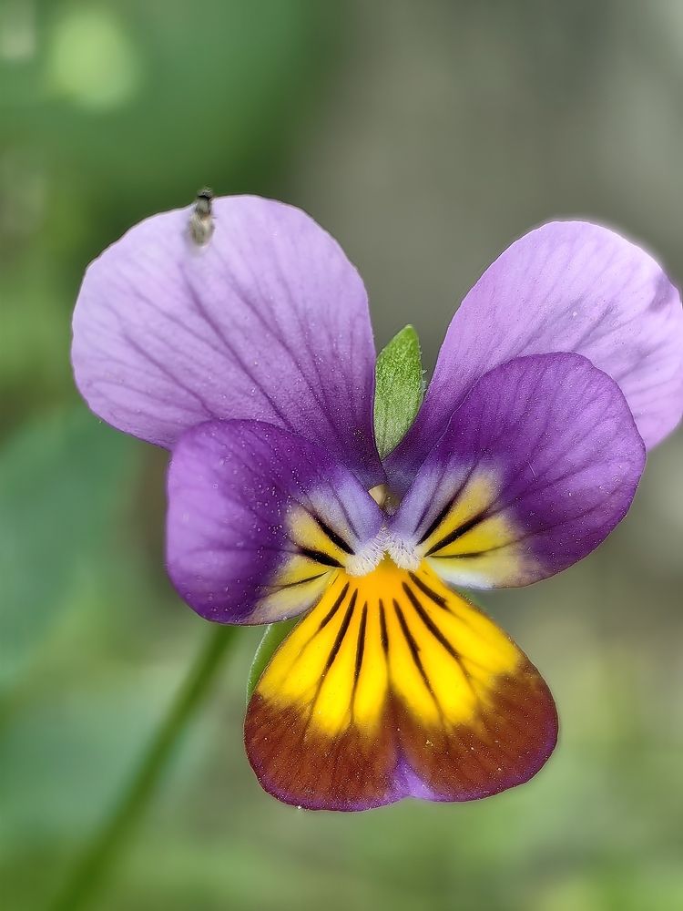 Photograph by Анастасия Позинич