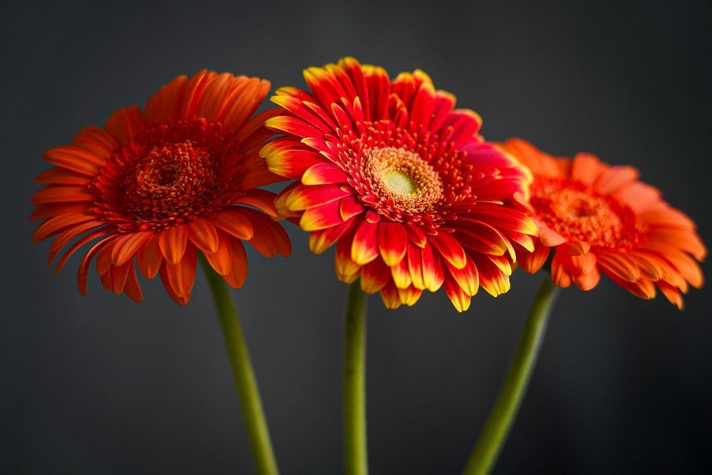 Photograph by Ирина Остапенко