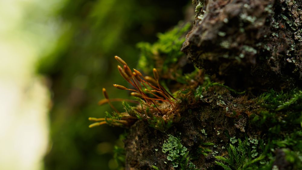 Photograph by Андрей Мичурин