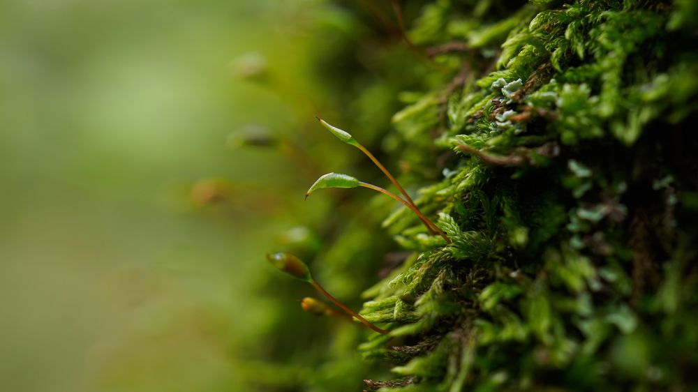 Photograph by Андрей Мичурин