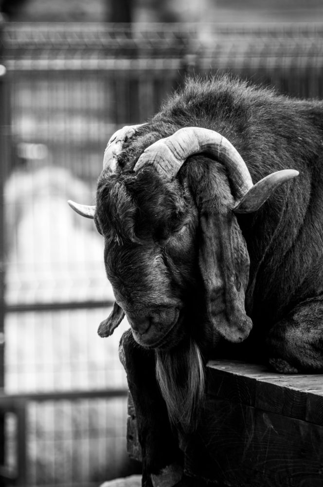 Photograph by Stanislav Shelby