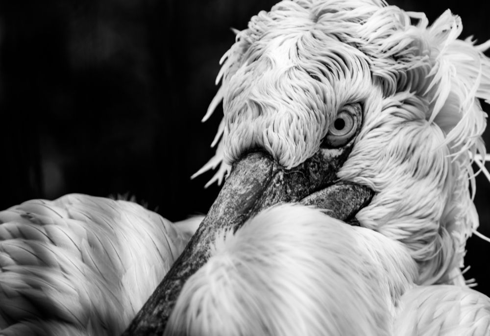 Photograph by Stanislav Shelby