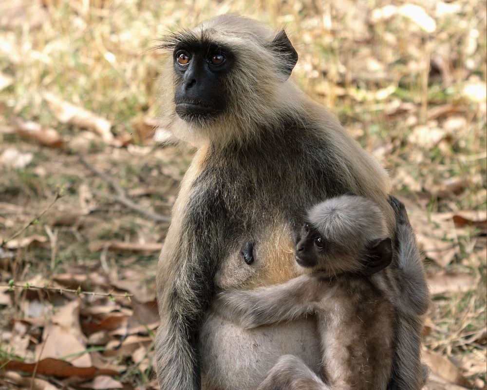 Photograph by tapas acharya