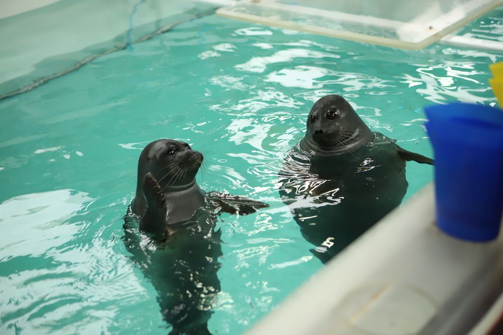 Фотография автора Светлана Дубина