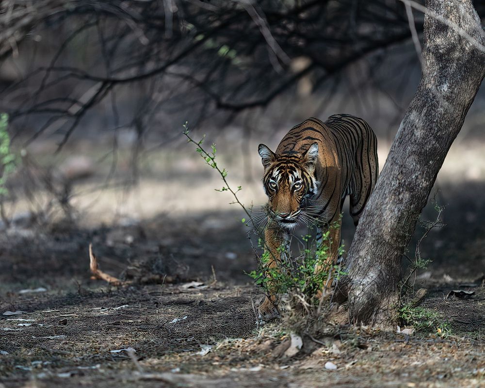 Photograph by tapas acharya