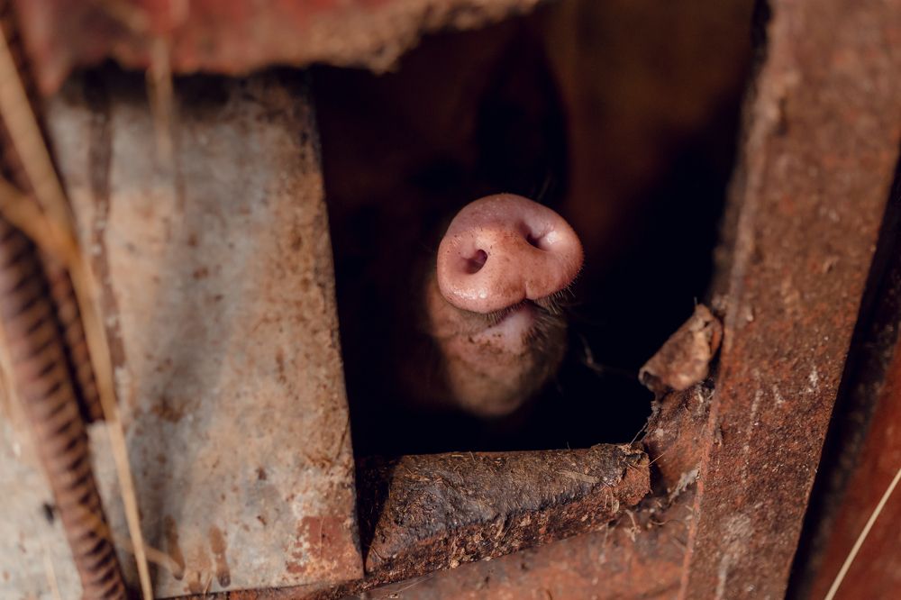 Photograph by Юлия Графова