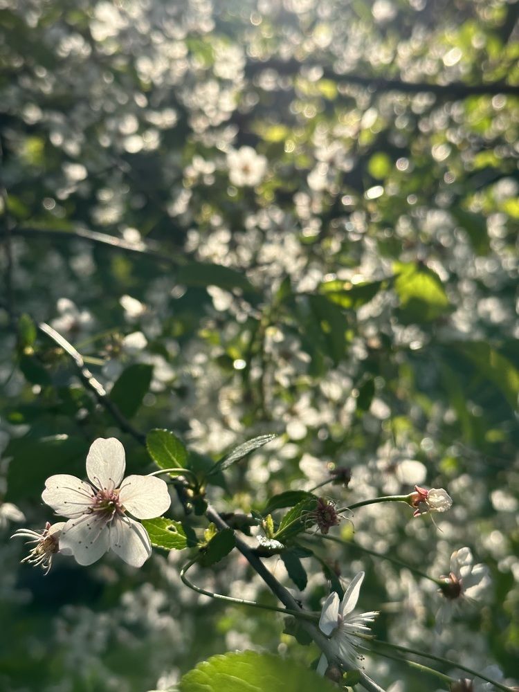 Photograph by Анна Мышкина