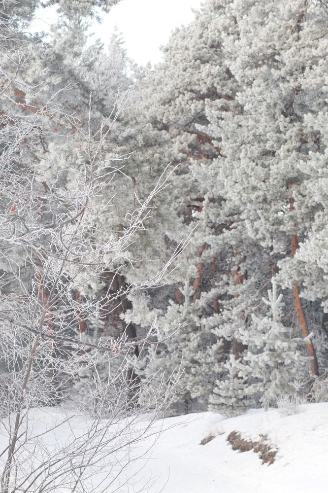 Photograph by Николай Николаевич Леухин