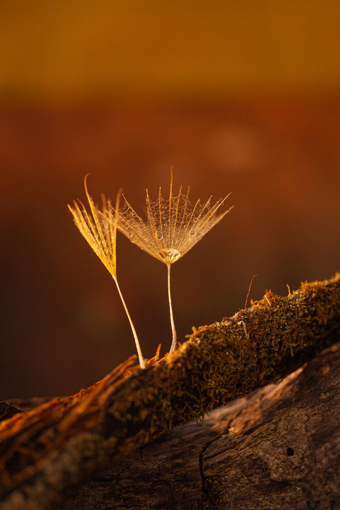 Photograph by Светлана Кавказская