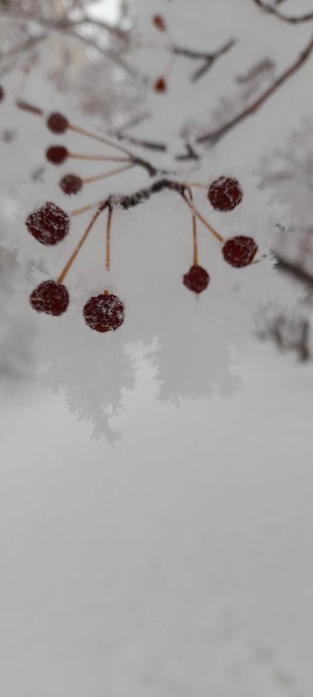 Photograph by Воронова Арина Алексеевна
