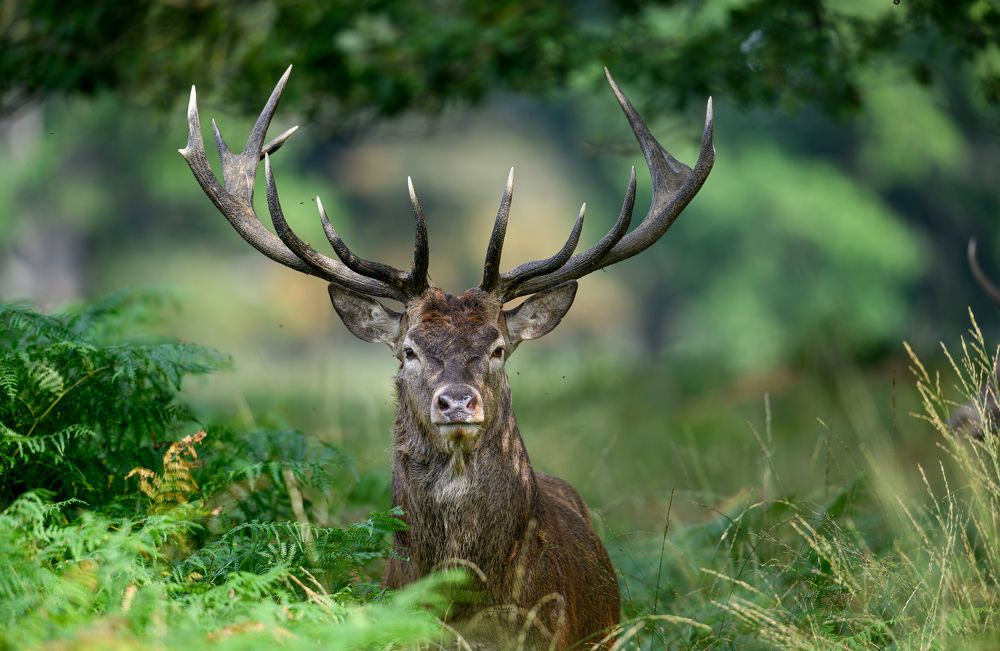 Red deer