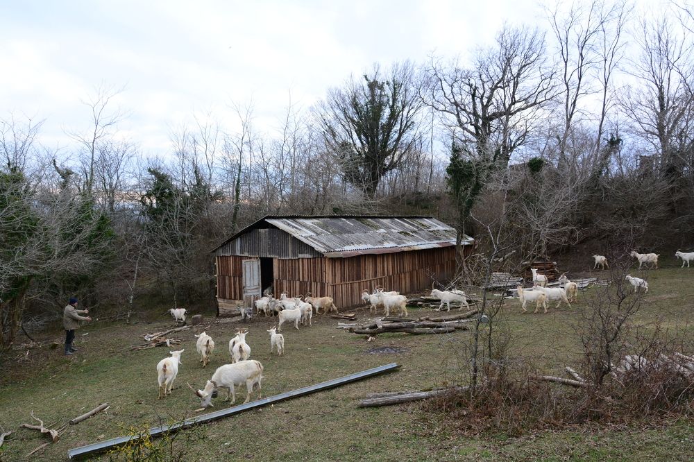 Photograph by Shota Gogoli