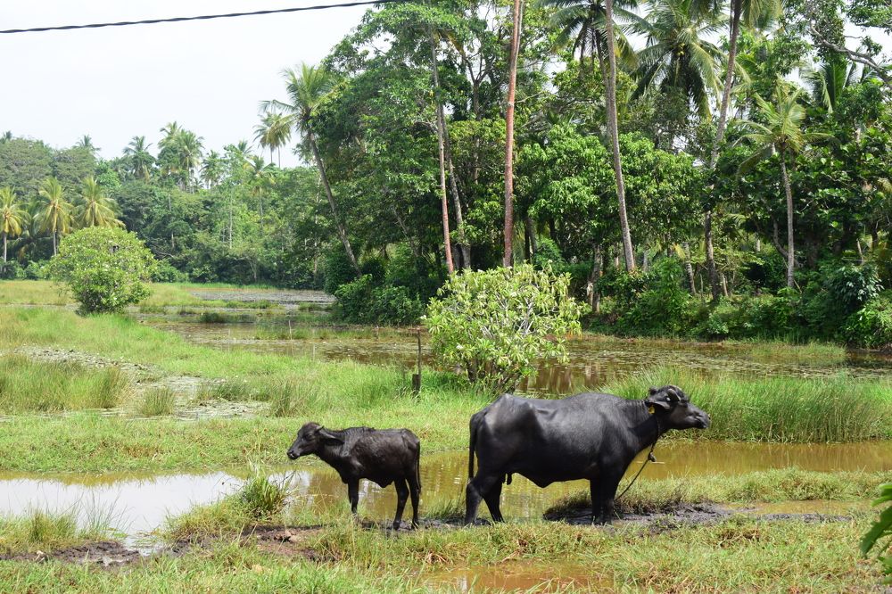 Photograph by Анастасия Гогичаишвили