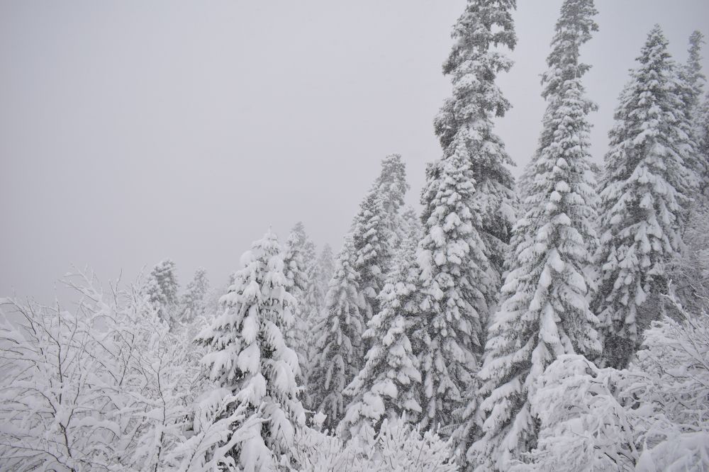 Photograph by Анастасия Гогичаишвили